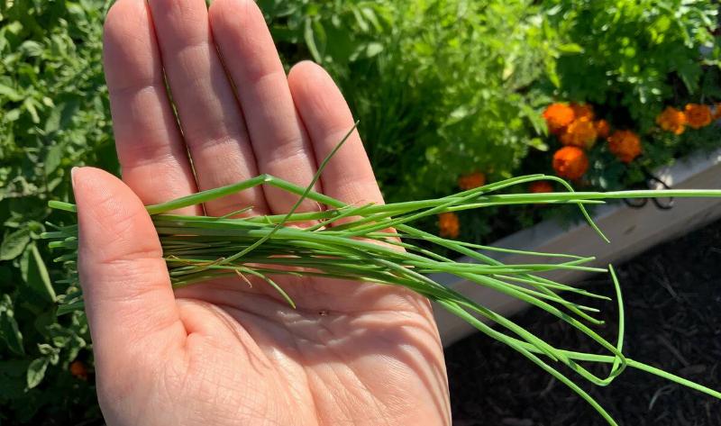 A person holding a small selection of harvested chives.