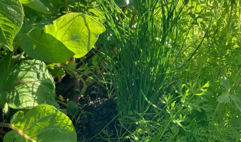 Chives growing in a garden.