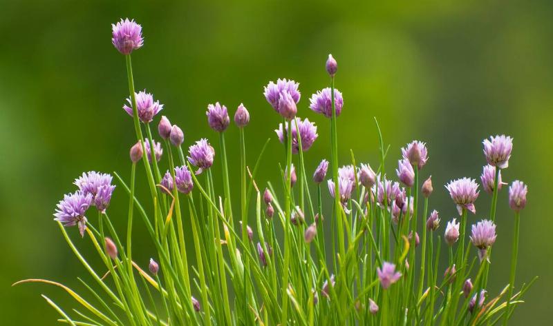 A bunch of growing chives.