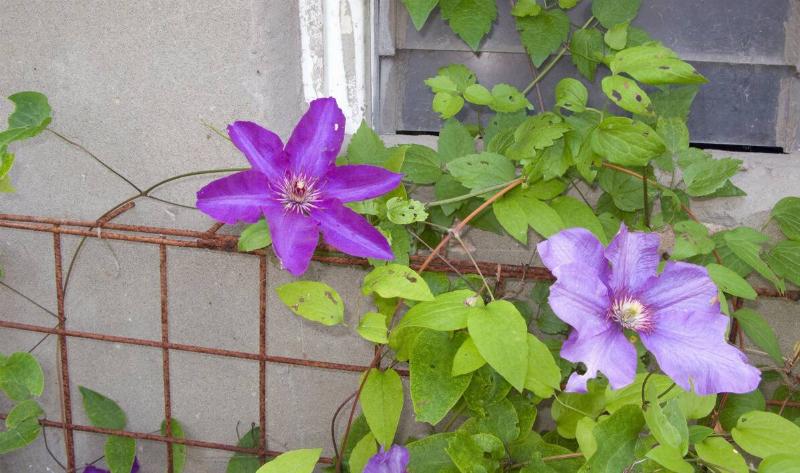 Two purple Clematis Viticella flowers on a vine.
