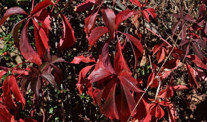 Virgina creeper leaves that have turned red.