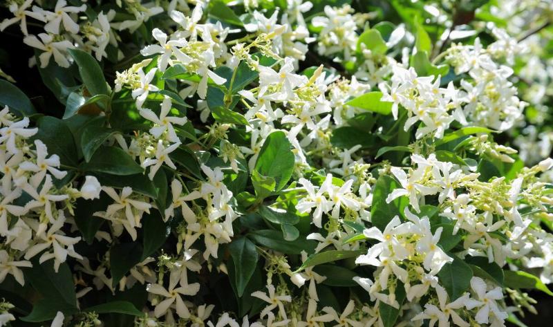 A Star Jasmine bush.