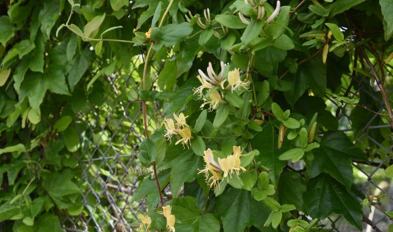 A Honeysuckle vine growing up a fence.