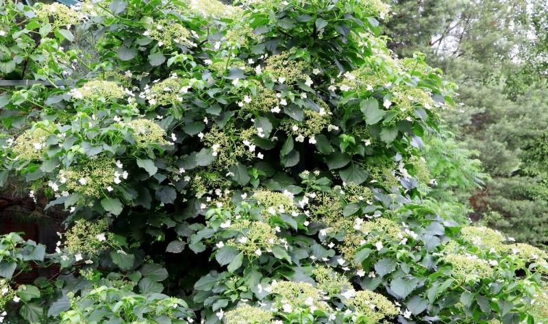A Climbing Hydrangea bush.