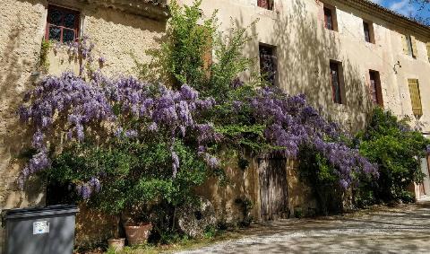 A large Wisteria Sinensis climbing up a building