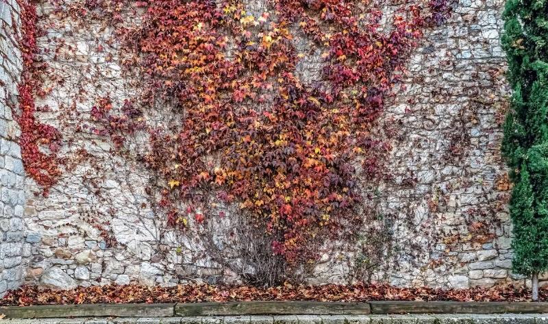 Boston Ivy climbing up a wall.