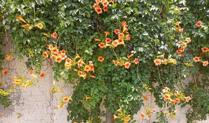 Trumpet Vine growing up a wall.