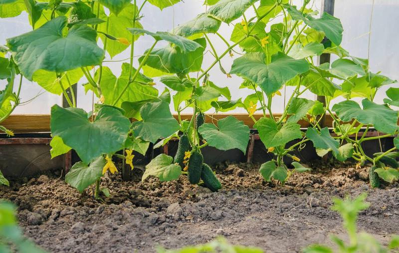 Cucumbers growing in the garden. Selective focus. nature