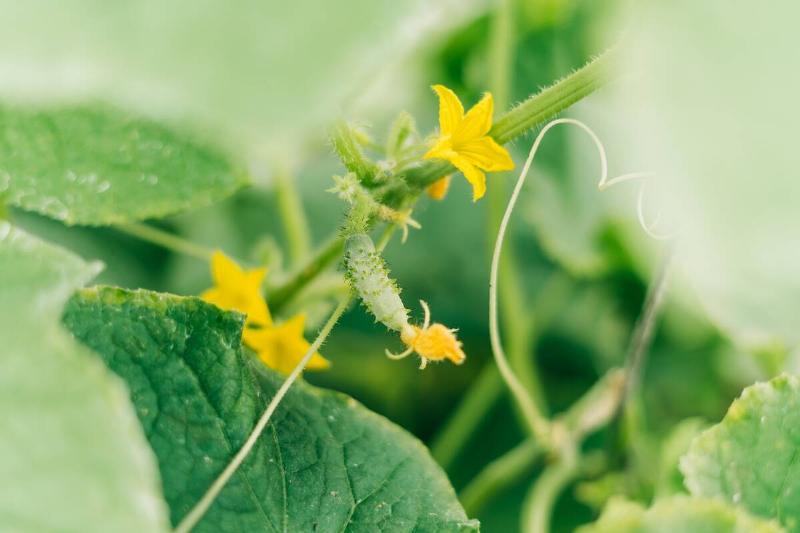 gardener waters young cucumber seedlings in a greenhouse on nutritious soil with a watering can, grows vegetables in her own garden during the food crisis, high quality photo