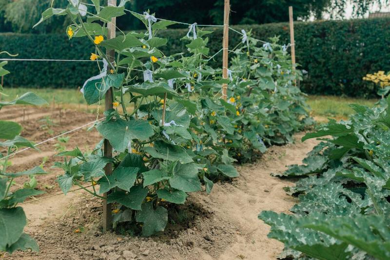 The growth and blooming of greenhouse cucumbers. the Bush cucumber on the trellis. Cucumbers vertical planting. Growing organic food. Cucumbers harvest.Cucumbers grow on a bed. High quality photo