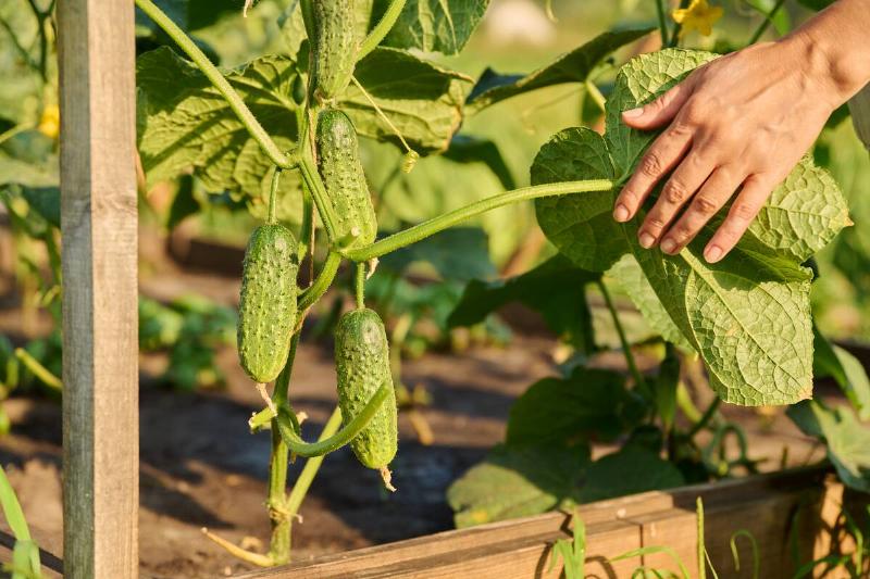 Close up of harvesting cucumbers on wooden raised bed in kitchen garden bed in backyard garden. Organic bio vegetable cultivation, farmer's market, agriculture, fresh vegetables concept