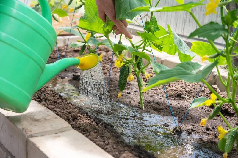 gardener waters young cucumber seedlings in a greenhouse on nutritious soil with a watering can, grows vegetables in her own garden during the food crisis, high quality photo