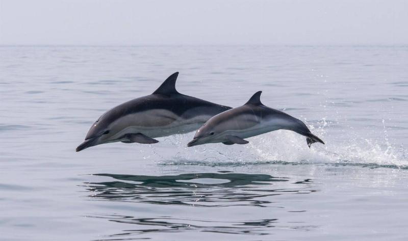 Two dolphins jumping out of the water.