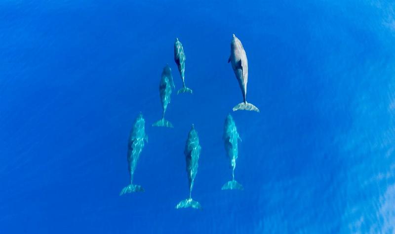 Six dolphins swimming, seen from above the water.