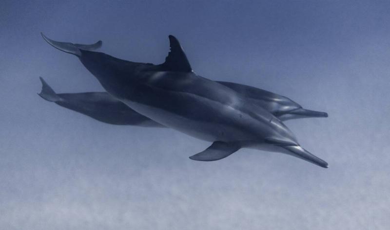 Two dolphins swimming.