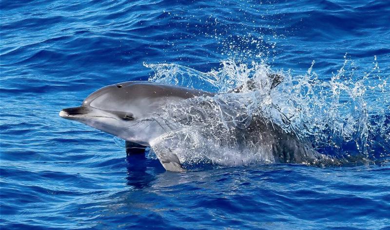 A dolphin jumping out of the water.