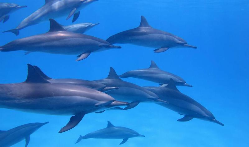 A pod of dolphins swimming in water.