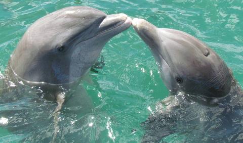 Two dolphins with their heads out of the water, touching snouts.