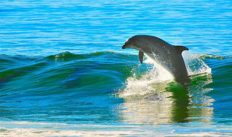 A dolphin jumping up out of the water.