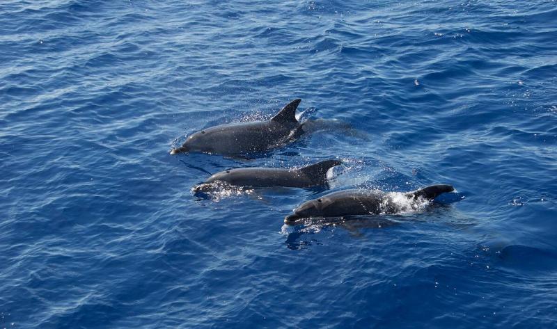 Three dolphins seen from above as they swim.