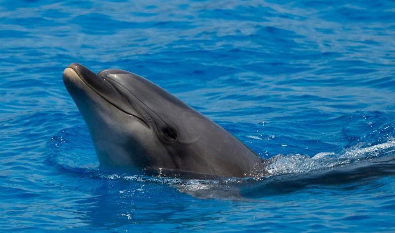 A dolphin poking its head up out of the water.