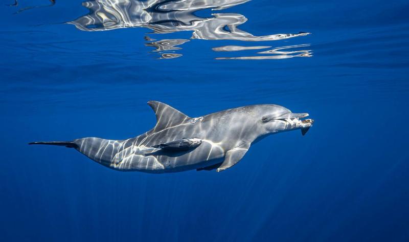 A dolphin swimming, some food in its mouth.