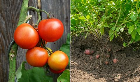 A split image, tomatoes on the vine on the left, a bushel of potatoes in the dirt on the right.