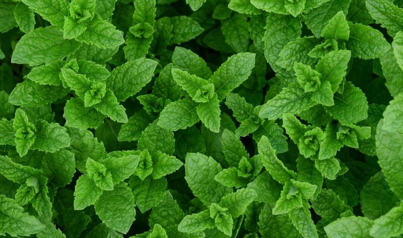 A thriving mint plant.