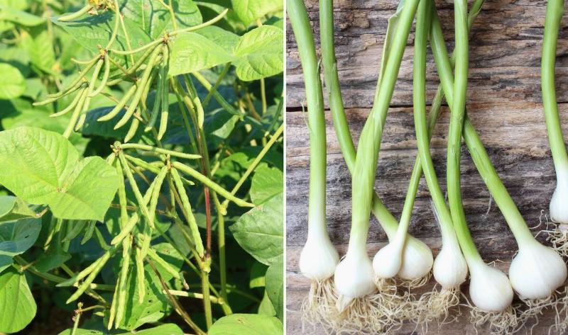 A split image, a bean stalk on the left, garlic plants on the right.