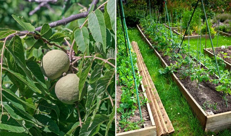 A split image, two young walnuts on a black walnut branch tree on the left, vegetable garden beds on the right.