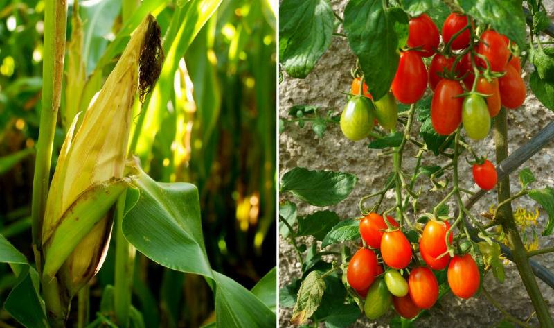 A split image, an ear of corn on the stalk on the left, a cherry tomato vine on the right.