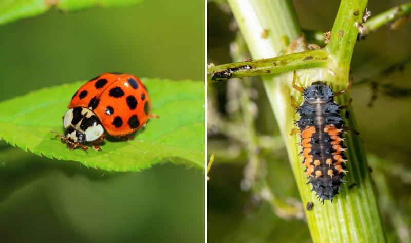 A split image, on the left is a ladybug on a leaf, on the right is a ladybug larvae on a stem.