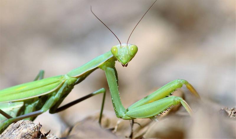 A praying mantis.
