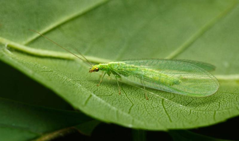 A green lacewing on a leaf.
