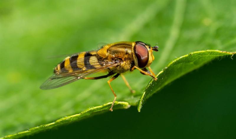 A hoverfly on a leaf.
