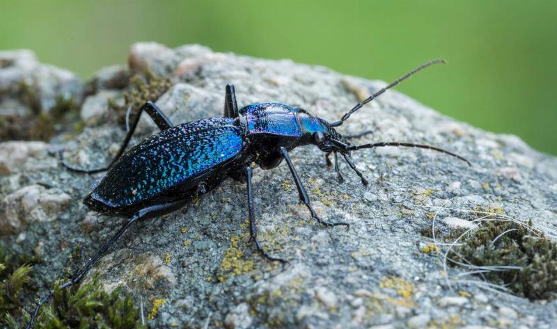 A close photo of a ground beetle on a rock.
