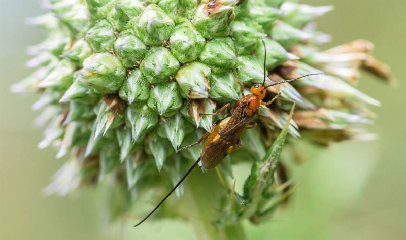 A brachonid wasp on a thistle.