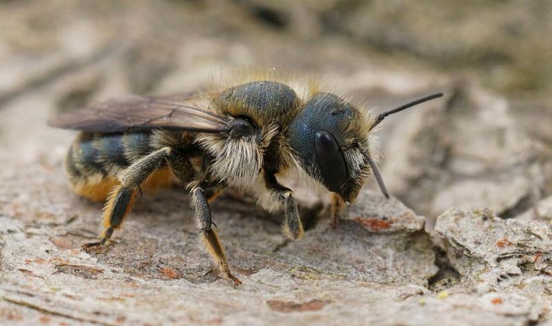 A close photo of a mason bee on wood.