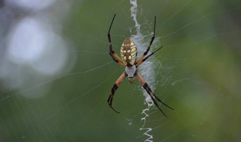 A spider in its web, spinning a bundle in the centre.