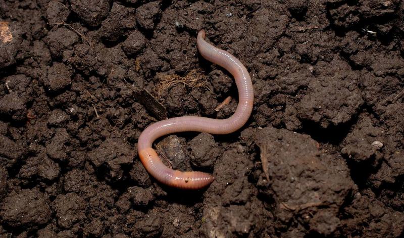 An earthworm in the dirt.