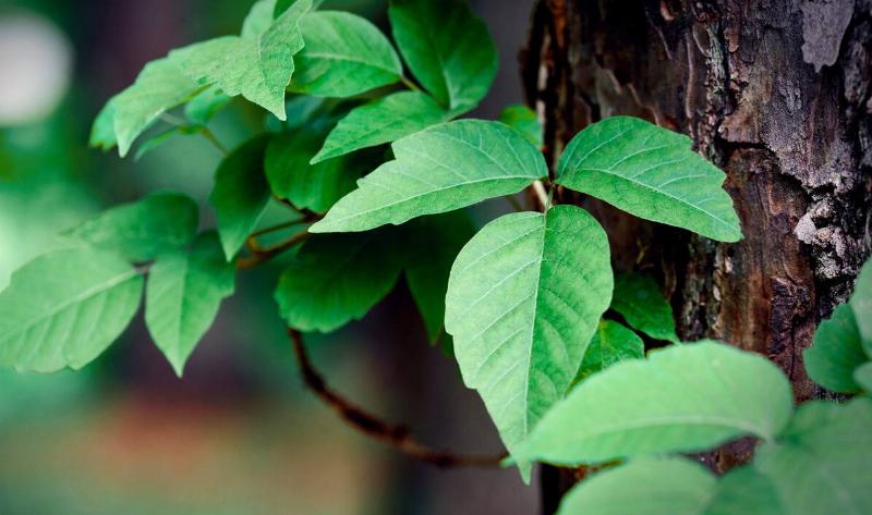 Poison ivy growing against a tree.