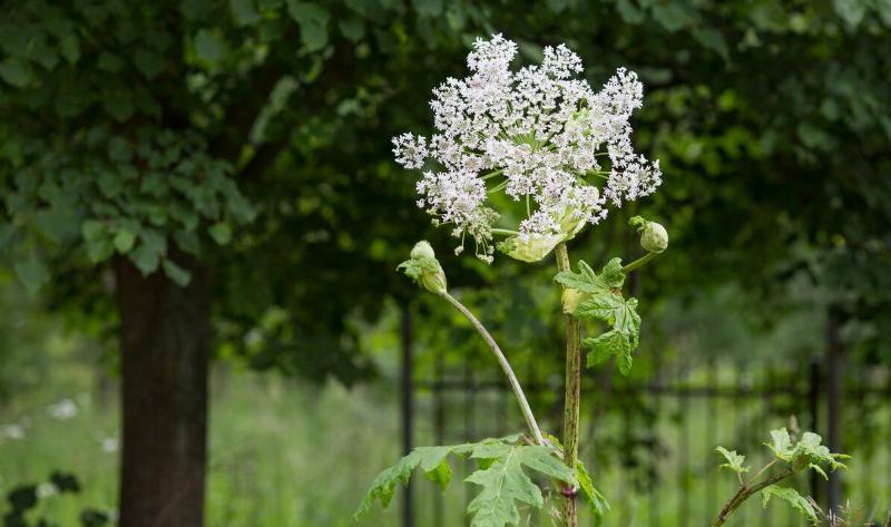 A stem of giant hogweed.