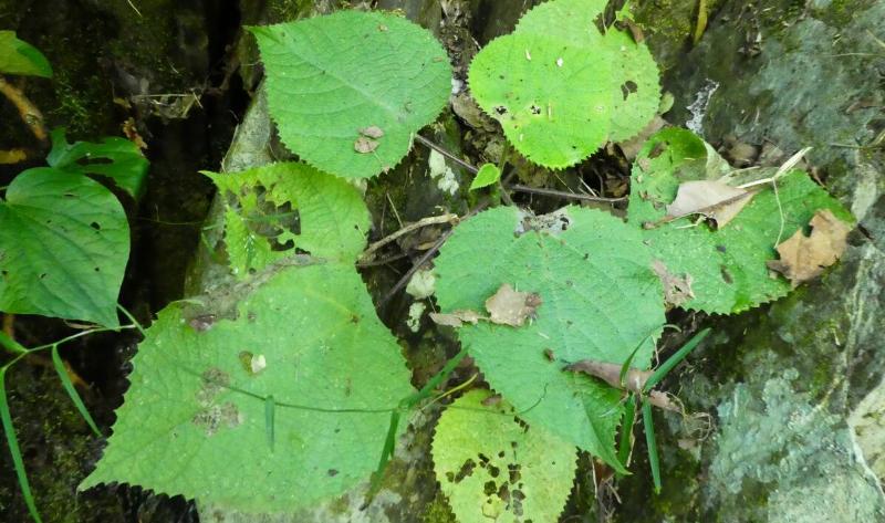 Some gympie gympie growing along the ground.