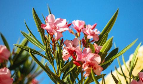 An Oleander plant against a blue sky.