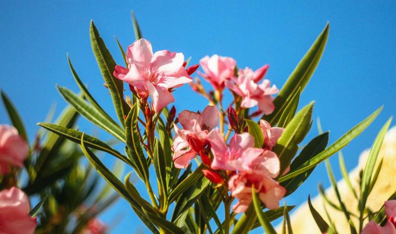 An Oleander plant against a blue sky.