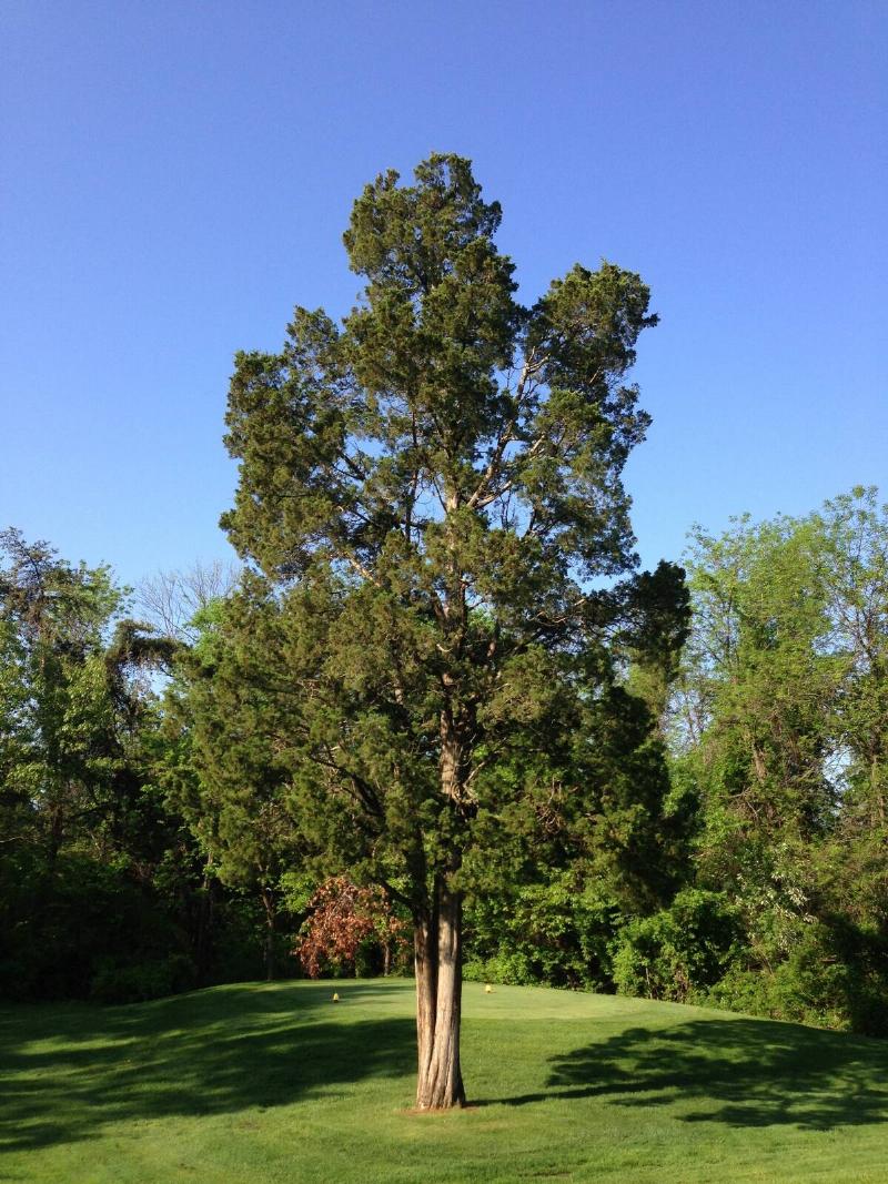 Eastern Red Cedar at South Riding Golf Course in South Riding, Virginia