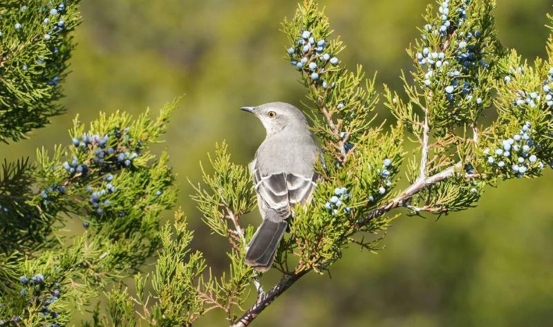 A grey bird on the branch of an eastern redcedar.