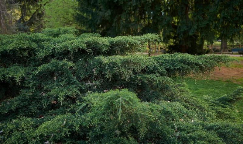The branches of an eastern redcedar.