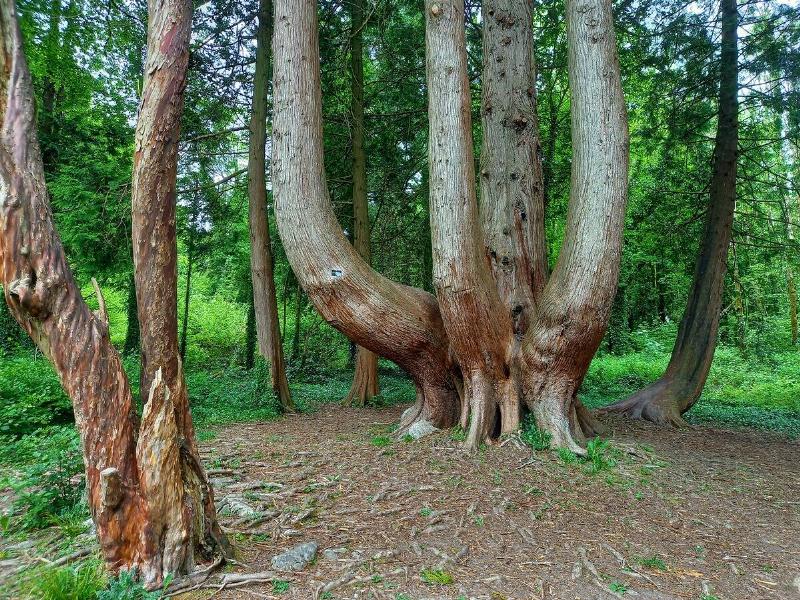 A large eastern red cedar with branching trunks.