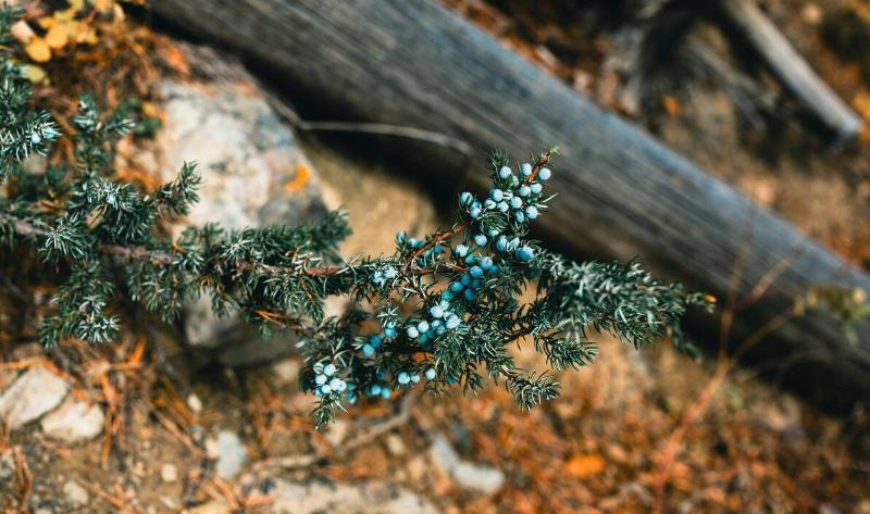 A redcedar branch with tiny blue berries.